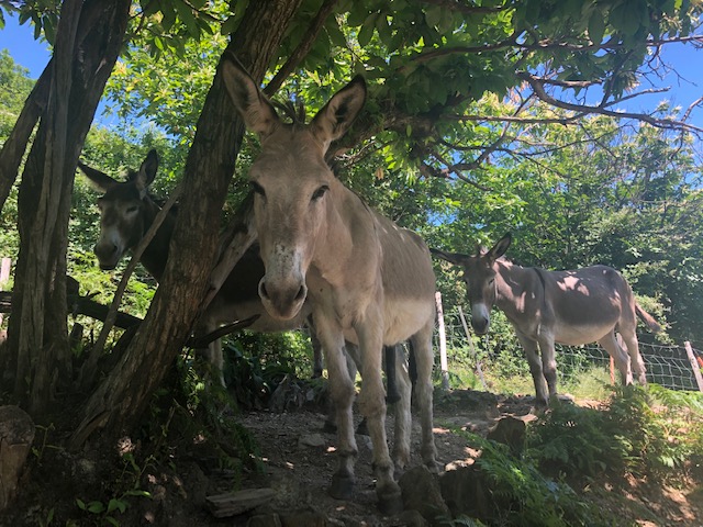 This image for Image Layouts addon